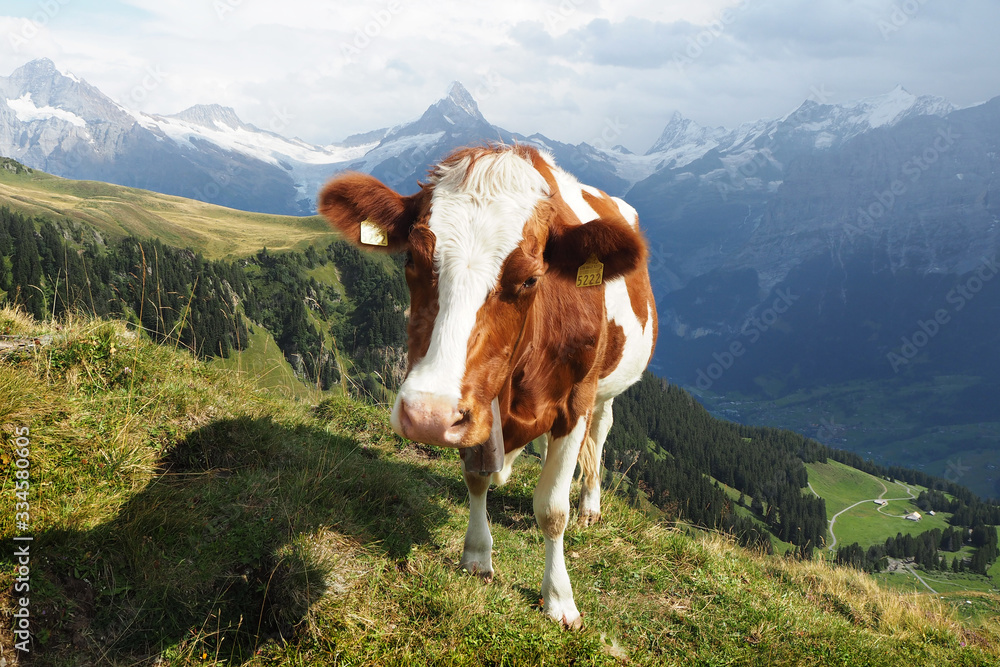 A cute Swiss cow grazing in mountain meadows near the town of Grindelwald