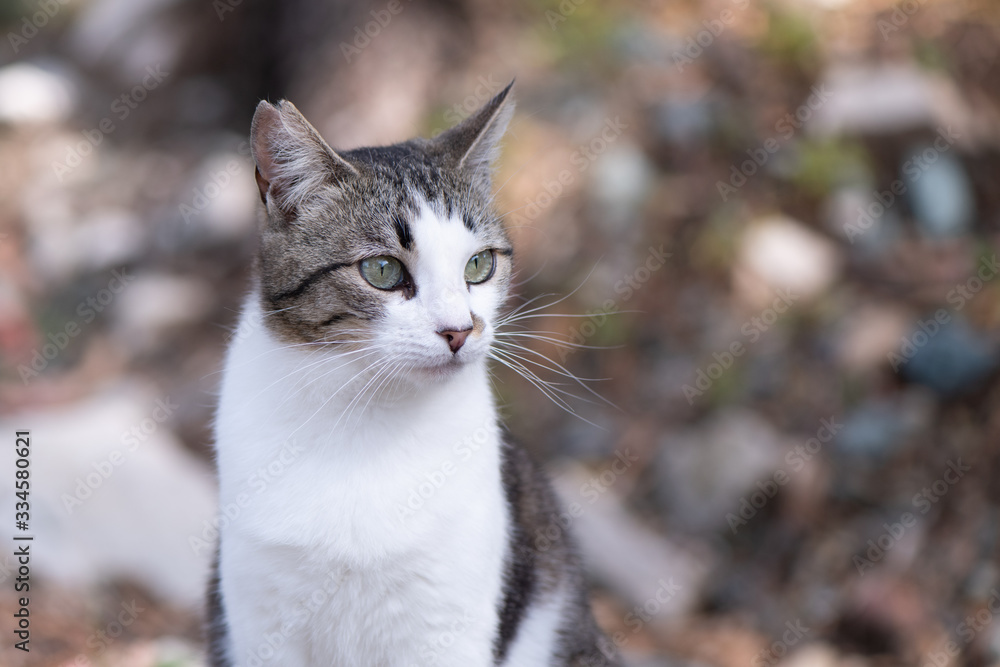 Portrait of a white and grey cat looking right Portrait of a white and grey cat looking right