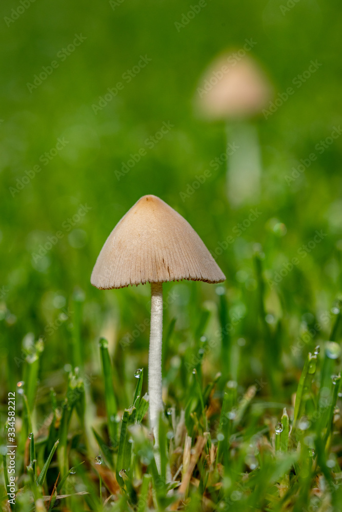 Beautiful New Mushrooms in Fresh Cut Grass Beautiful New Mushrooms in Fresh Cut Grass