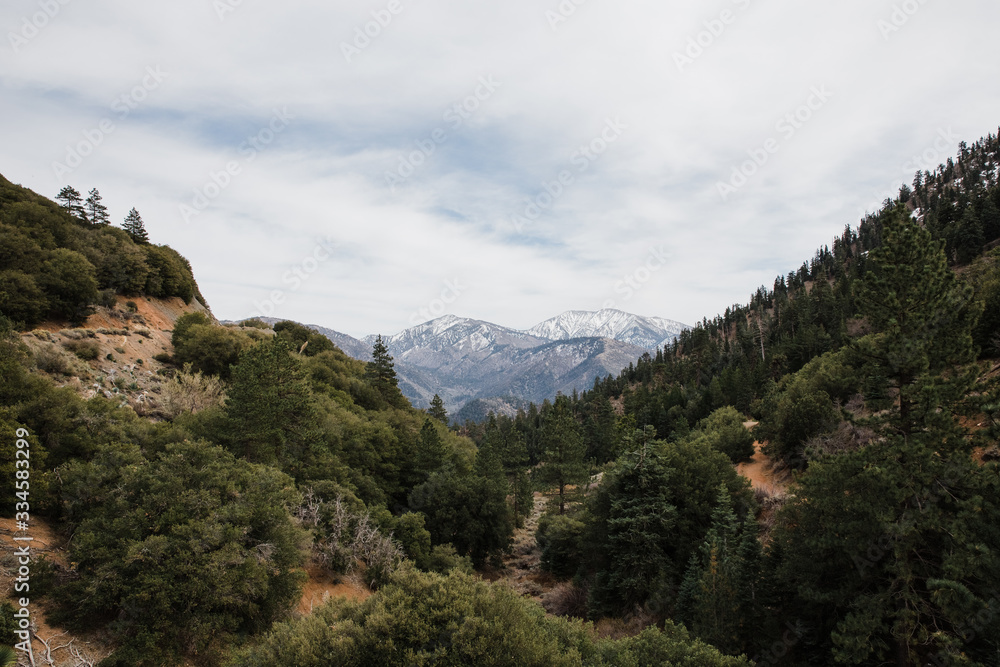 view of green forest and snowy mountain peaks in Angeles National Forest, California