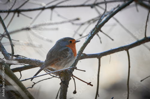 The European robin, Erithacus rubecula, known simply as the robin or robin redbreast sitting on the stick of the bush in sunny winter morning. European robin is a small insectivorous passerine bird.