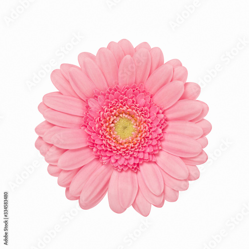 Delicate pink gerbera flower isolate at white background