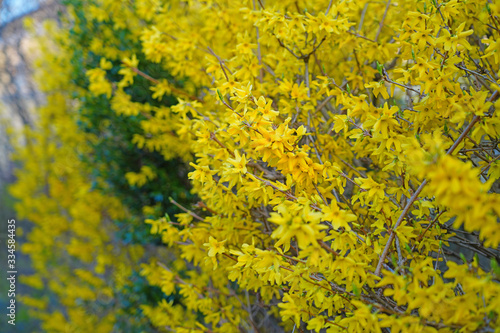 Yellow branches of forsythia flowers in bloom