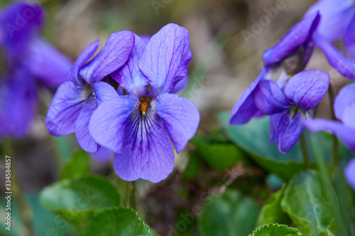 Violet violets flowers in full bloom in the spring forest. Viola odorata