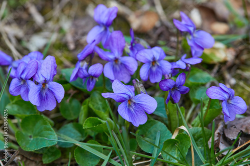 Violet violets flowers in full bloom in the spring forest. Viola odorata