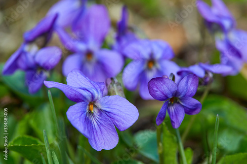 Violet violets flowers in full bloom in the spring forest. Viola odorata