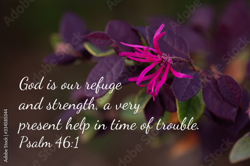 Tablou pe pânză Plum Delight Loropetalum - chinese fringe - with one pink flower in the spring -