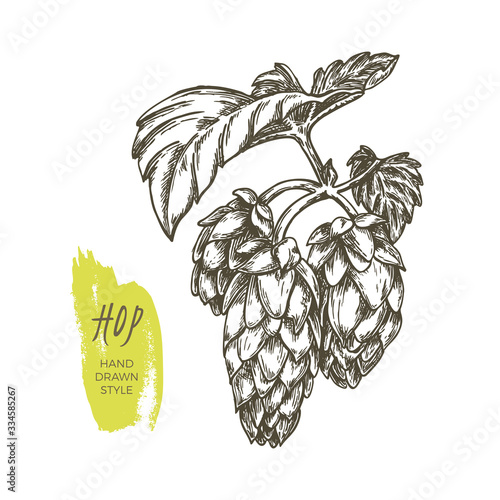 Vector sketch of hop cones on branch with leaves in hand-drawn style. Plant humulus lupulus illustration for traditional design of ale bottle label, alcohol drink wrapping or retro beer packaging.