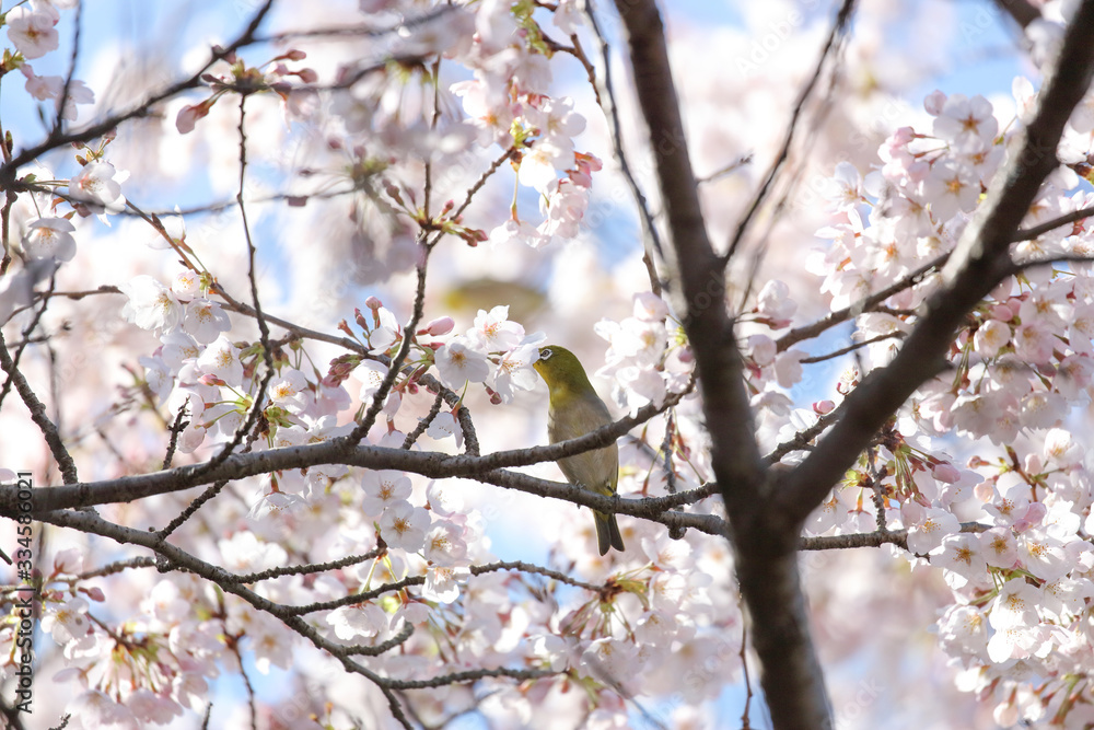 桜とメジロ 桜とメジロ