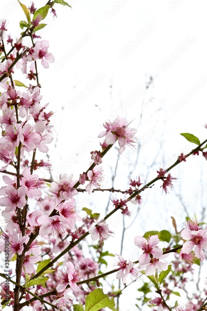 pink sakura flowers on a branch close-up pink sakura flowers on a branch close-up