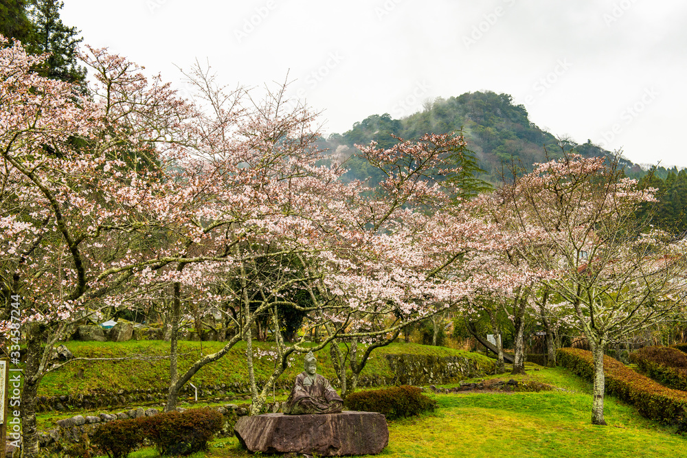 三島公園の桜
