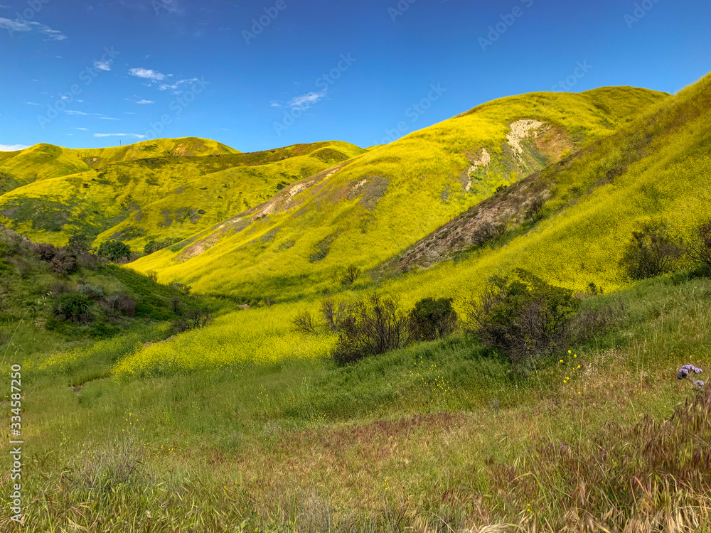 Obraz premium It's all yellow- wildflowers in California 