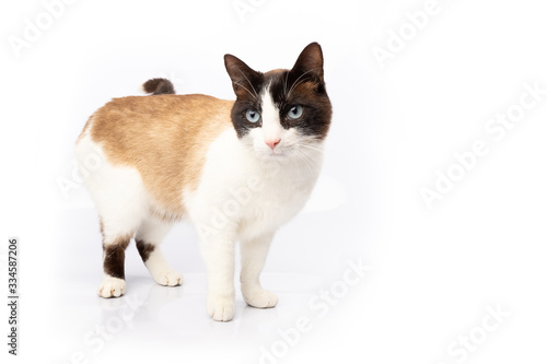 Siamese and ragdoll cross cat walking on white background