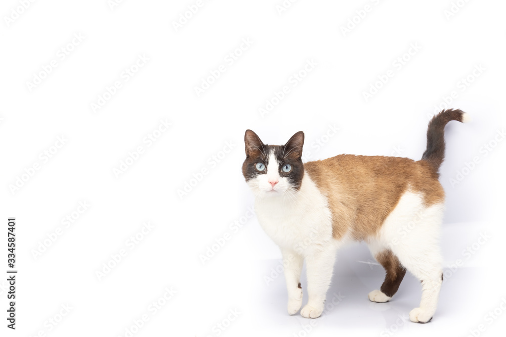 Siamese and ragdoll cross cat walking on white background Siamese and ragdoll cross cat walking on white background