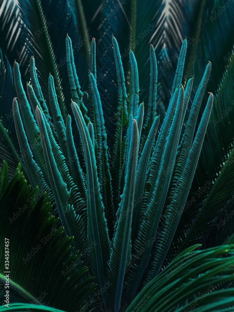 Fototapeta premium PLANTS