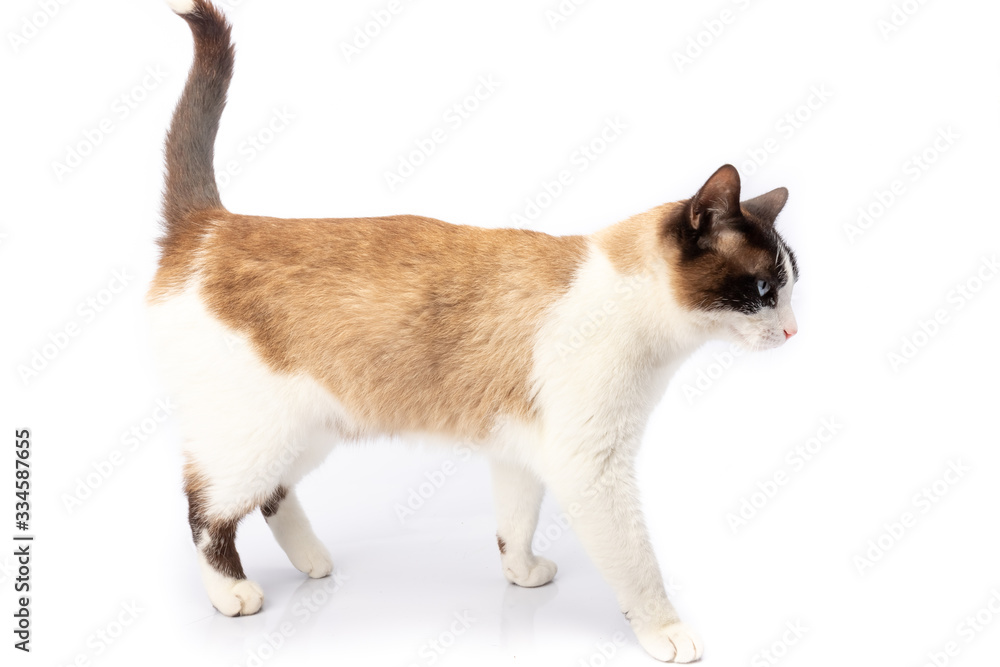 Siamese and ragdoll cross cat walking on white background