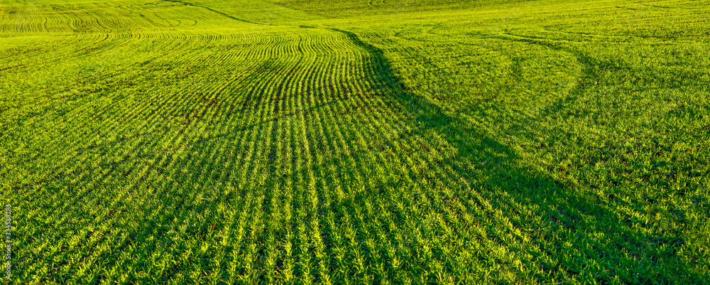 Fototapeta premium panoramic view of cereal field rows and lines of winter wheat sprouts