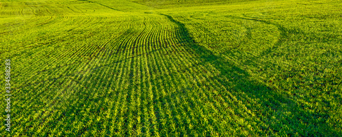 panoramic view of cereal field rows and lines of winter wheat sprouts