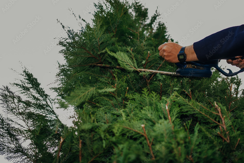 Obraz premium Hedge Trimming Job. Caucasian Gardener with Gasoline Hedge Trimmer Shaping Wall of Thujas in a Garden.Macro