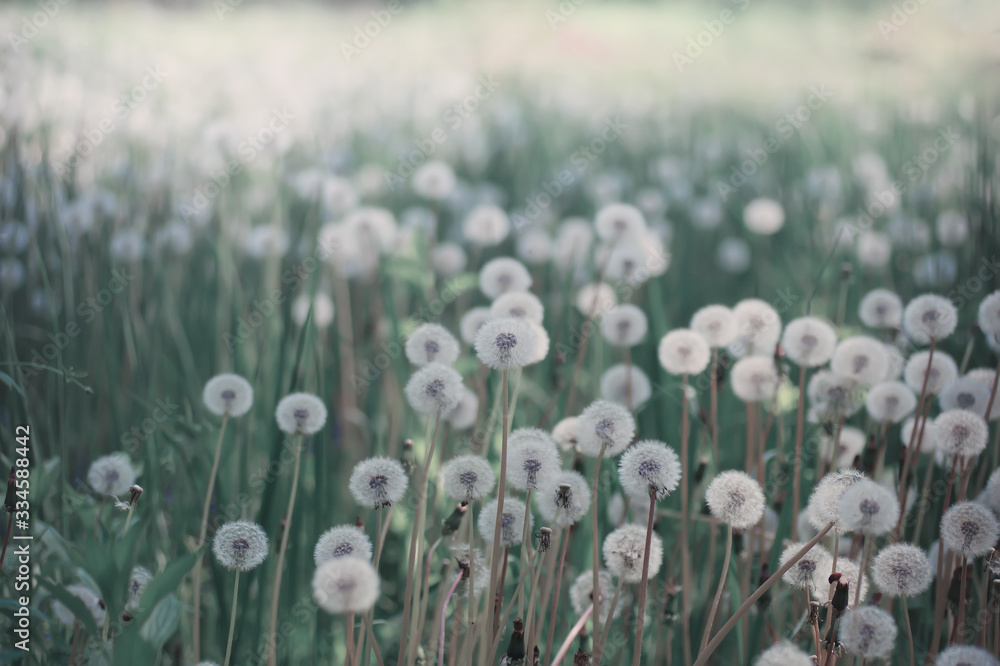 Dandelions in the morning in the sun. Natural spring floral background, soft focus macro.