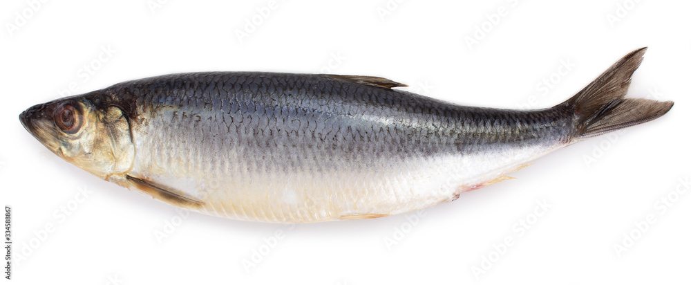 Salted herring on white background