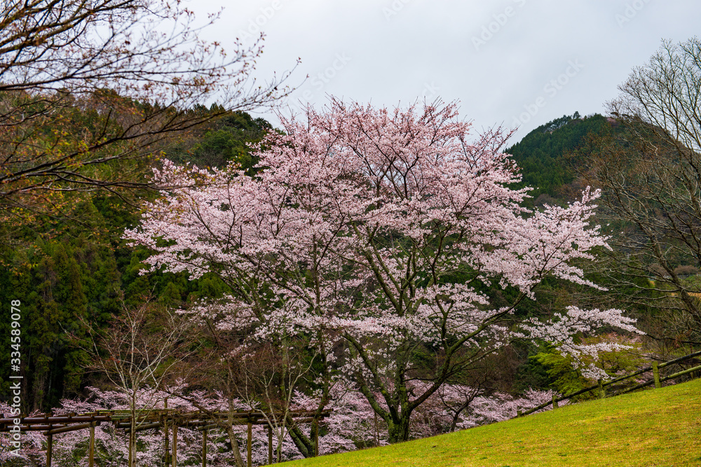 渓石園の桜