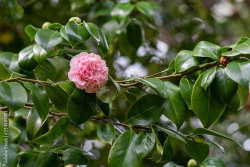 A flower of pink camellia japonica Debutante