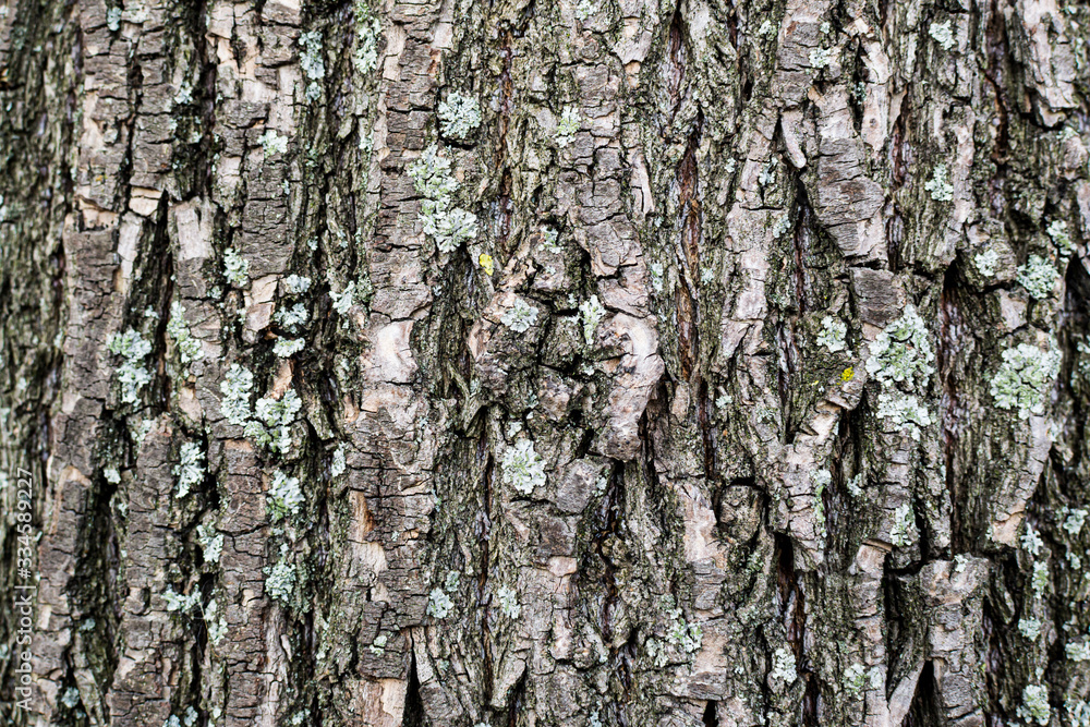 Fototapeta premium old rustic wood tree bark texture