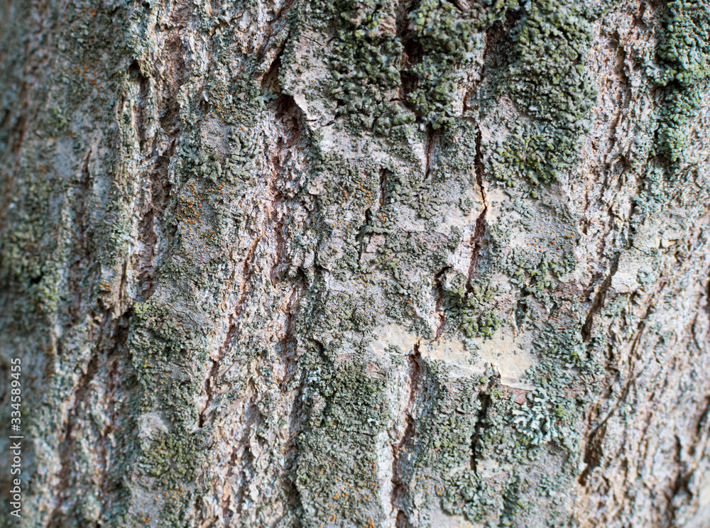 Fototapeta premium old rustic wood tree bark texture