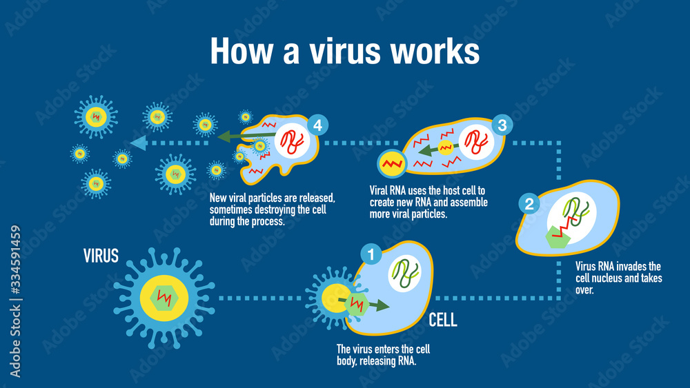 Infographic showing how a virus attack the immune system - obrazy, fototapety, plakaty 