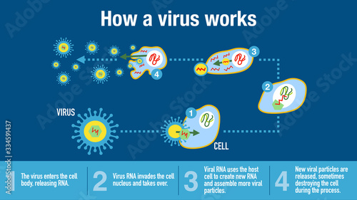 Infographic of how a virus works photo