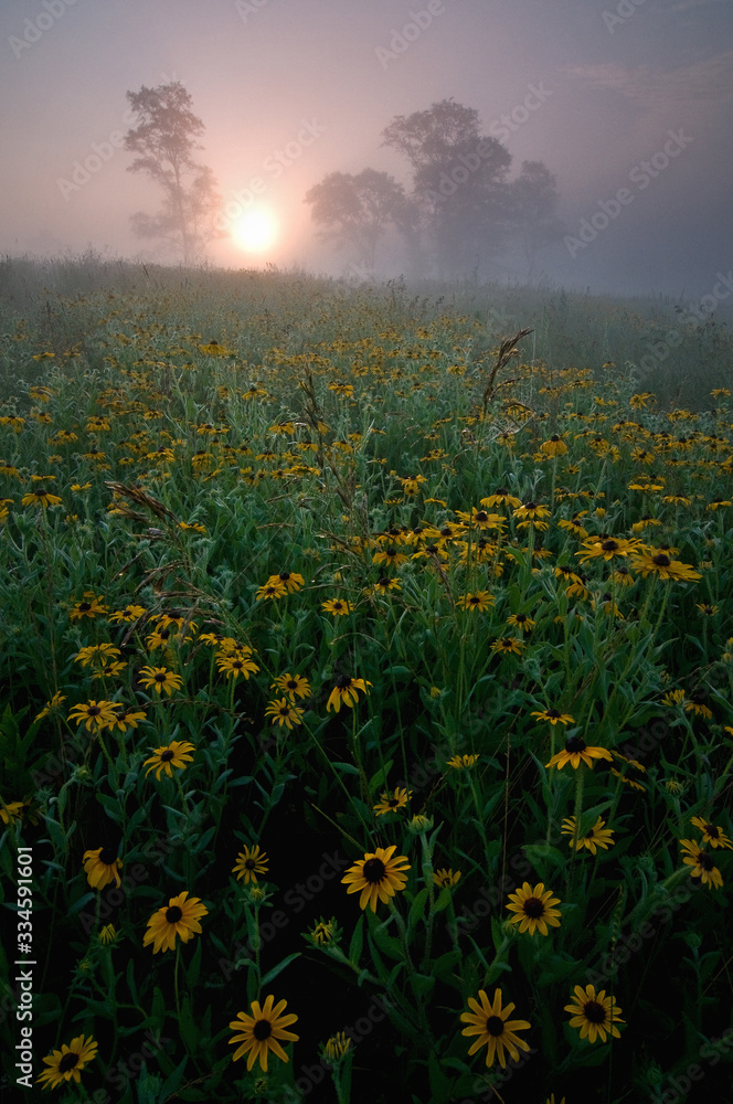 A pale sun shines through a heavy morning fog at a Midwest prairie on a summer morning.
