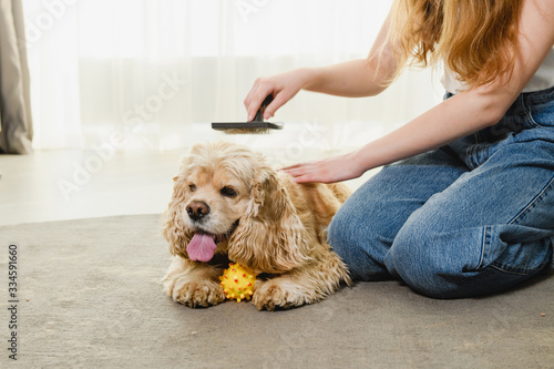 Girl sit on carpet and play with cocker spaniel
