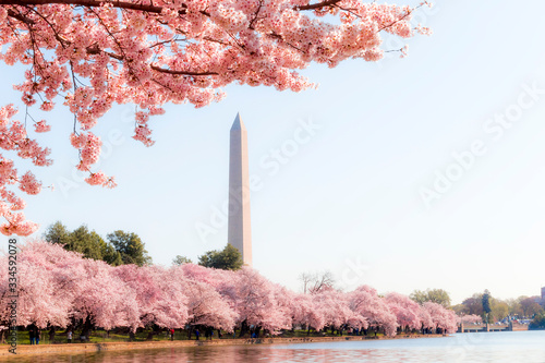 Washington DC – April 4, 2019: Cherry blossom festival with Washington memorial around the tidal basin