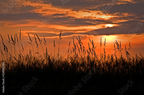 Summer prairie grasses silhouetted against a dramatic orange sunset sky.