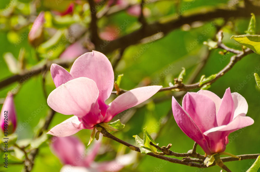 Beautiful magnolia tree blossoms in springtime. Jentle magnolia flower against sunset light.