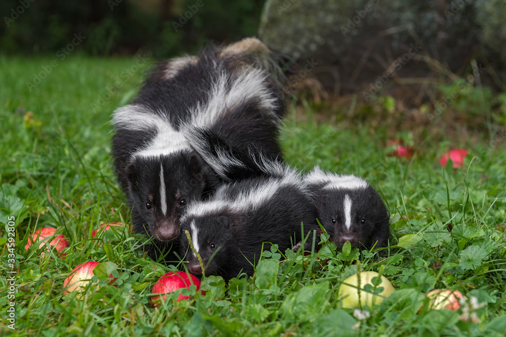 Striped Skunk (Mephitis mephitis) With Two Kits and Apples Summer Striped Skunk (Mephitis mephitis) With Two Kits and Apples Summer