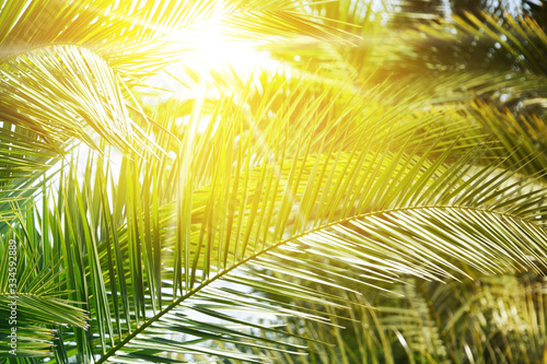 Palm background, Summer