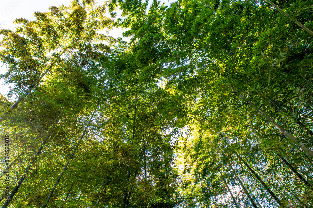 Obraz premium Bamboo forest