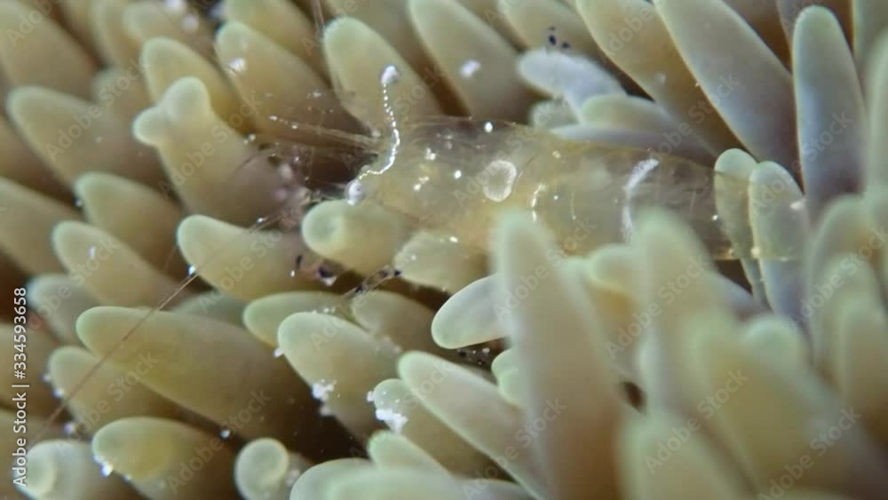 Graceful anemone shrimp's (Ancylomenes venustus) transparent body almost invisible while hiding in an anemone coral. Graceful anemone shrimp's (Ancylomenes venustus) transparent body almost invisible while hiding in an anemone coral.