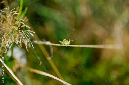 Wallpaper Mural Grass hopper on a blade of grass Torontodigital.ca