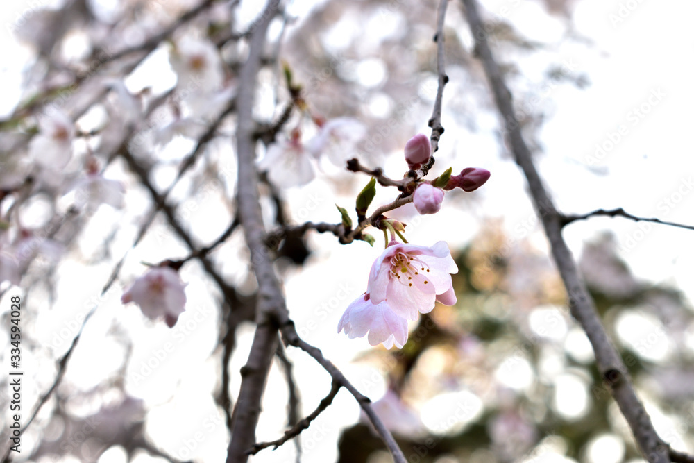 Image of March cherry blossom up