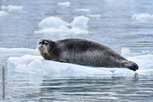 Earless seal in Svalbard, Norwegian territory