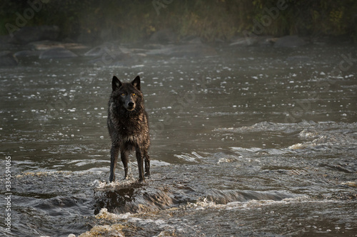 Black Phase Grey Wolf (Canis lupus) Looks Out from Foggy River