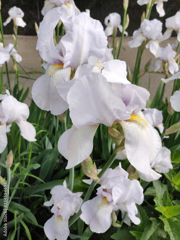 Iris flower white Iris flower white