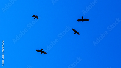 Flocks of birds silhouette on a classic blue sky background. Space for text. Business concept. © kalyanby