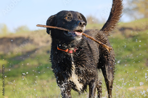 Fotografie Black dog shoes pet lifestyle playing fetch with stick in water outdoors