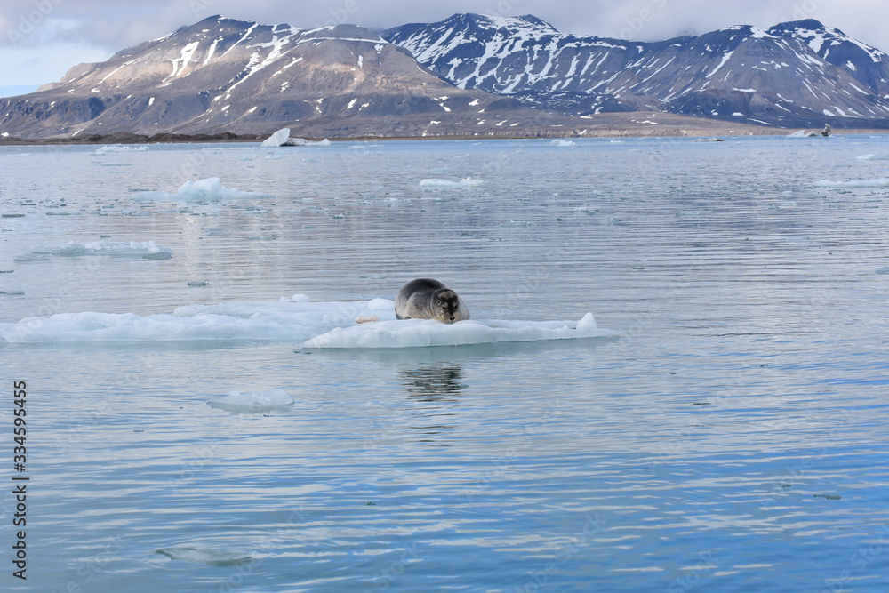 Fototapeta premium View of Svalbard, Norwegian territory