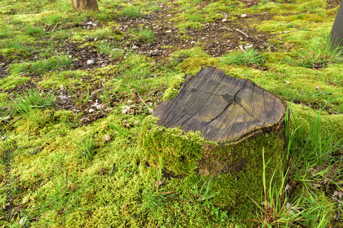 Image of Moss-grown park stump