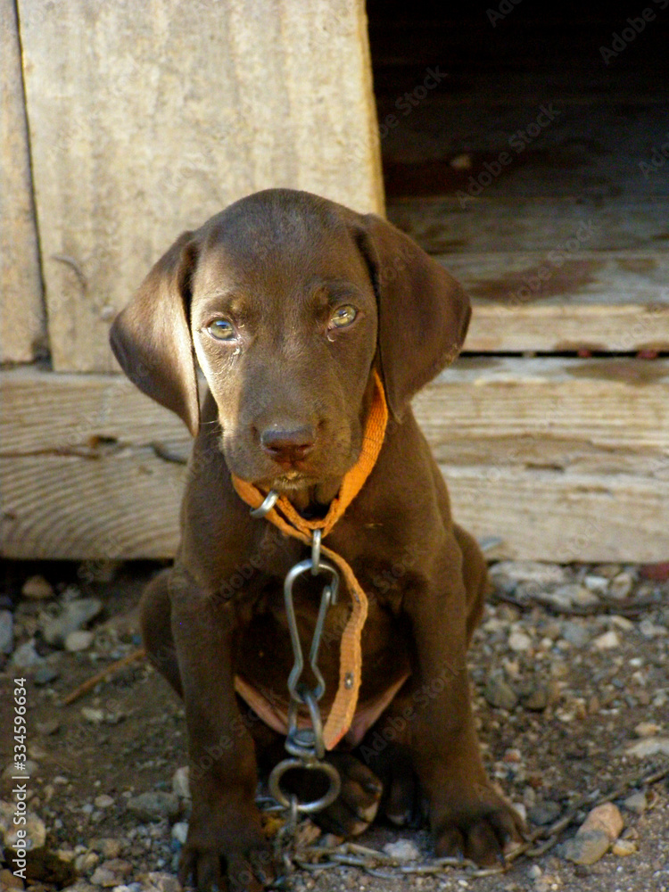  Puppy dog guard brown, labrador retriever, vizsla. Unhappy eyes. Sits on a chain. Offend